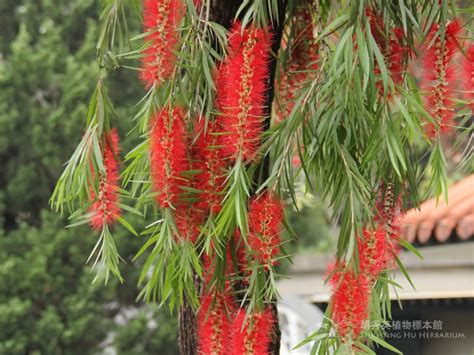 串錢柳風水|串錢柳 (Callistemon viminalis)